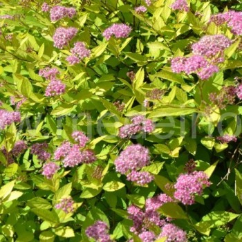 Japoninė lanksva 'Golden Princess'