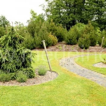 Įvairių spygliuočių kolekcija