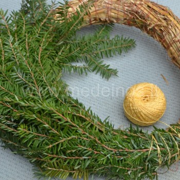 Spygliuočių šakelės