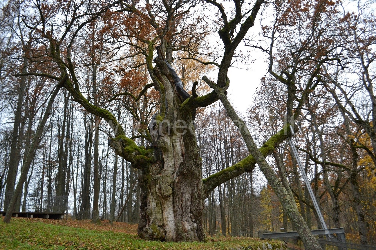 Stelmužės ąžuolas ir kitos šalia įdomios vietos