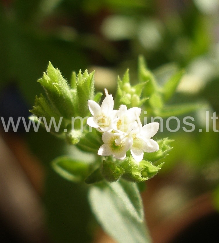 MEDAUS ŽOLĖ - SALDŽIOJI STEVIJA