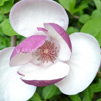 Sulanžo magnolija Lennei