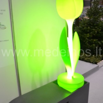 Suolelis su šviestuvu