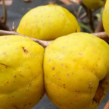 Svarainis (Japanese quince)