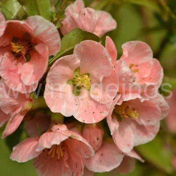 svarainis Madam Butterfly