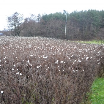 Symphoricarpos albus