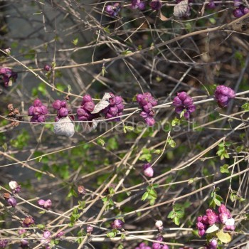 Symphoricarpos orbiculatus