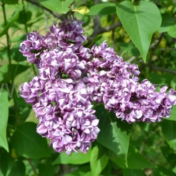 syringa-charle-joly