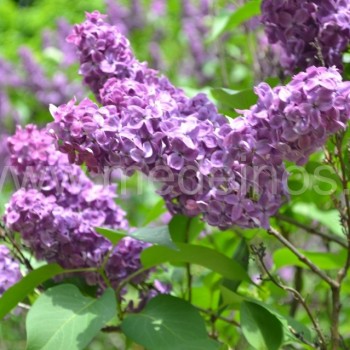 syringa 'Danton'
