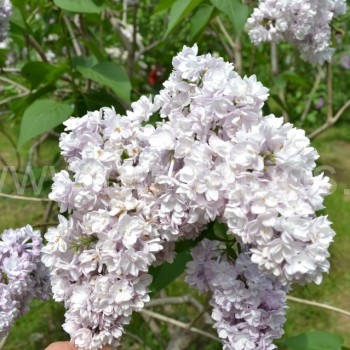 Paprastosios alyvos 'Dr. Maillot'