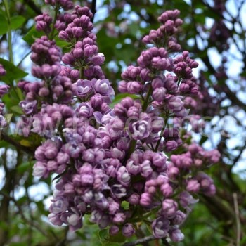 Paprastosios alyvos 'Edith Cavell‘