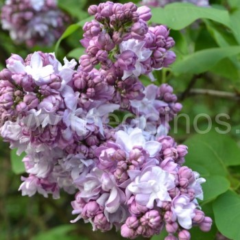 Syringa ‘Katherine Havemeyer‘