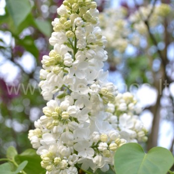 syringa ‘Madame Florent Stepman‘