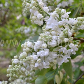 Syringa ‘Madame Lemoine‘