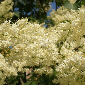 Japoninės alyvos (Syringa reticulata)