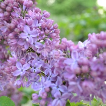 syringa ‘Ruhm von Horstenstein‘
