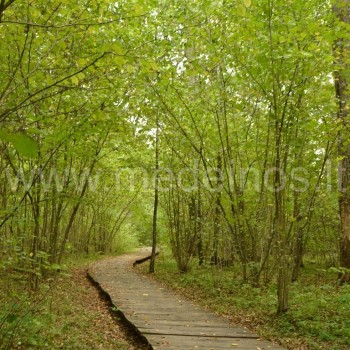 takas Dūkšto ąžuolyne