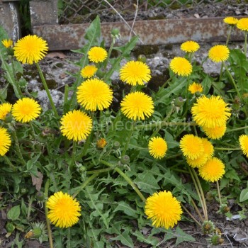 Taraxacum oficinalle