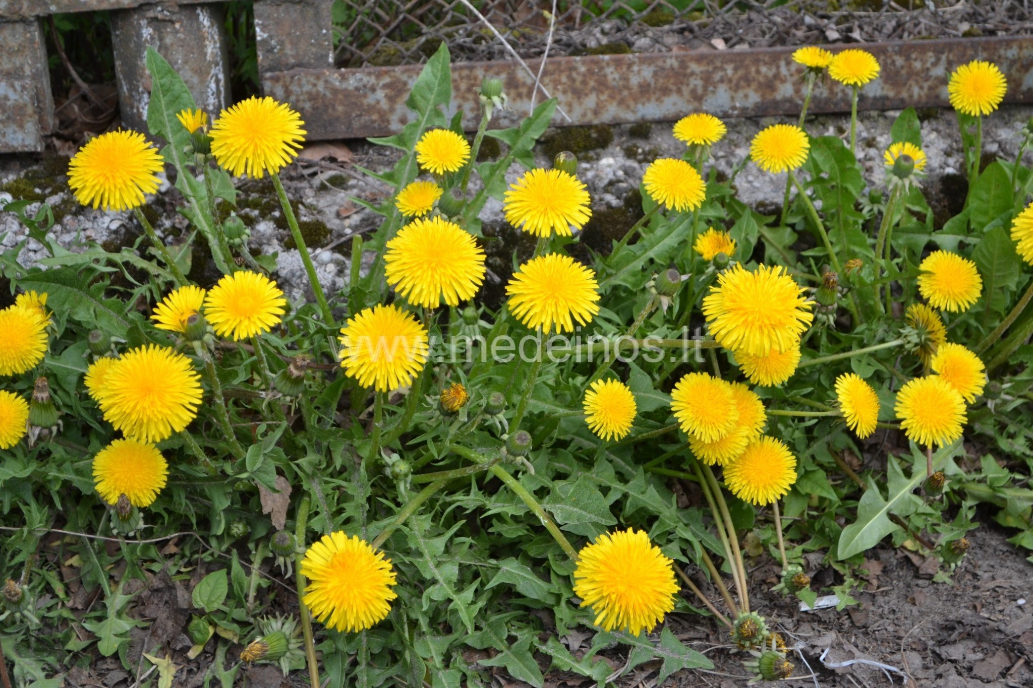 5 PAVASARINĖS PIKTŽOLĖS, KURIOS VERTOS AUKSO