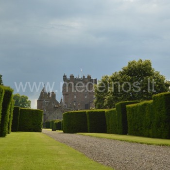 Taxus