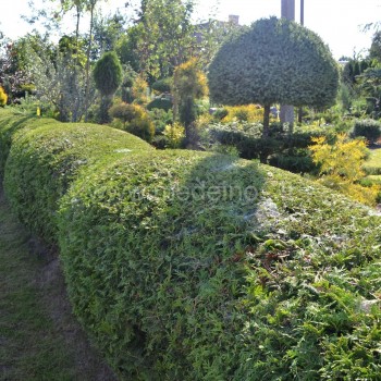 Thuja