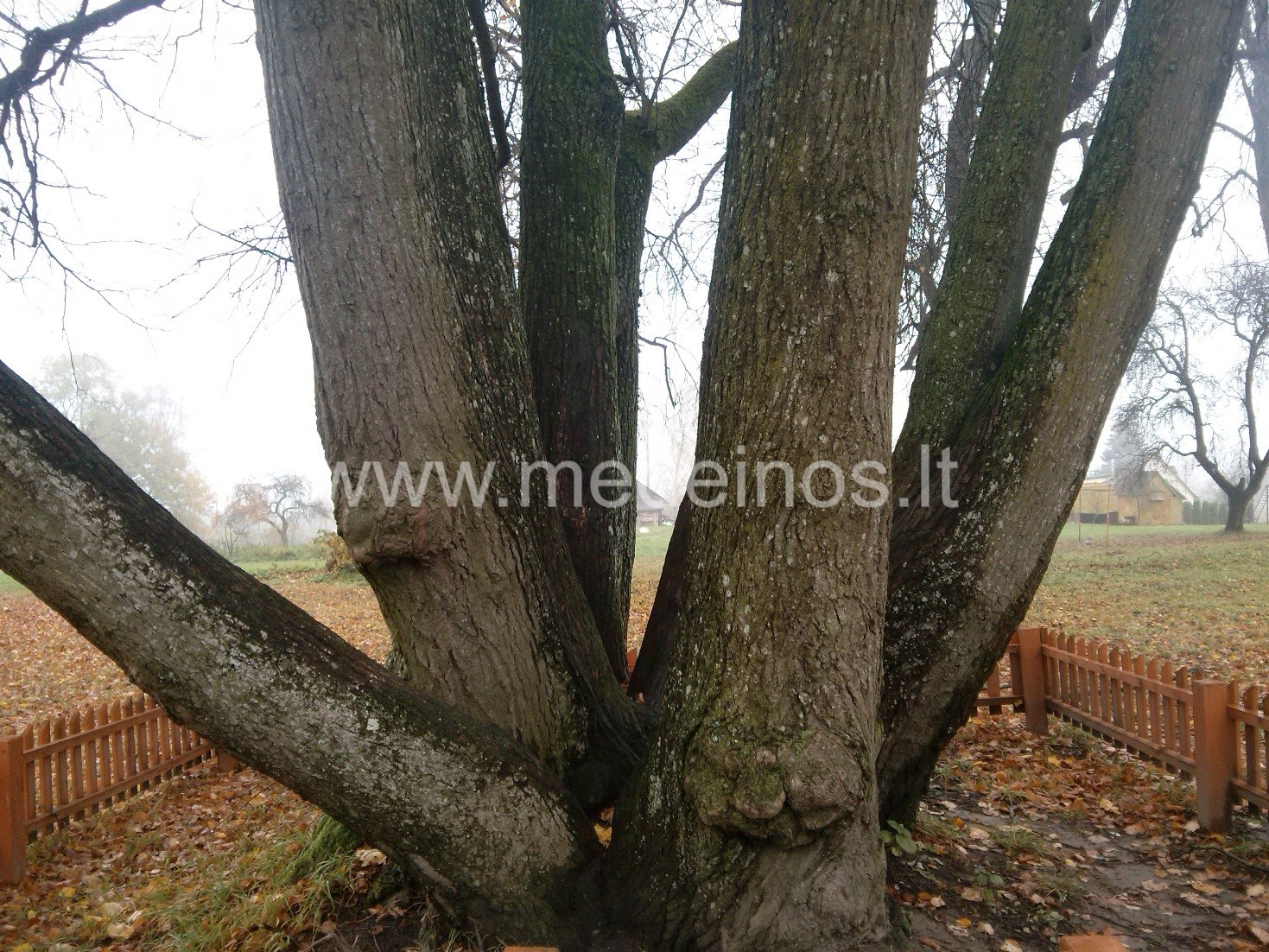 Žemaitijos (I.Navidansko) botanikos parkas