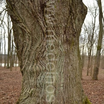 Didžialapė liepa (Tilia platyphyllos)