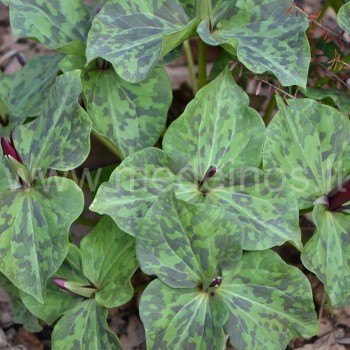 Trilija kurabayashii