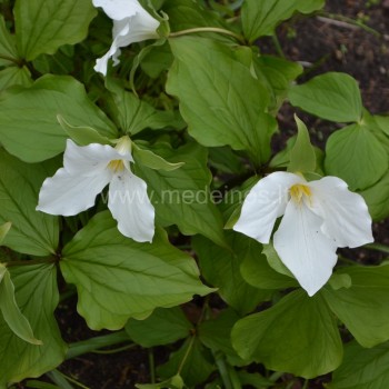 Trillium grandiflorum