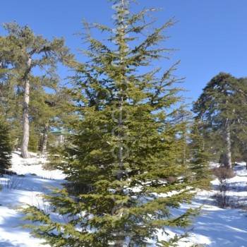 trumpaspyglis kedras