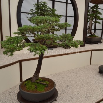 tsuga bonsai