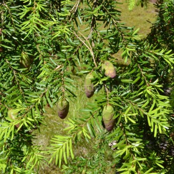 tsuga-californica
