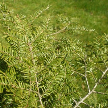 Tsuga heterophylla