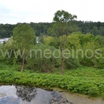 Tvenkinys ir Šušvė