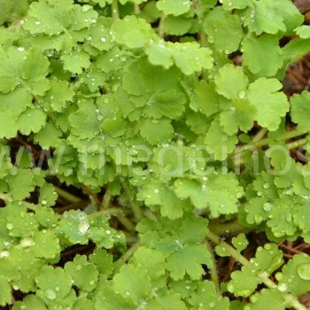 Didžioji ugniažolė