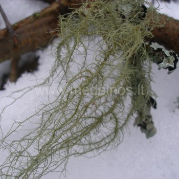 usnea-filipendula