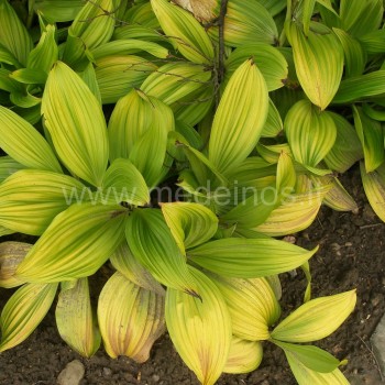 Veratrum