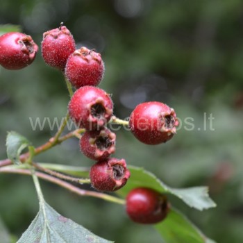 Vienapiestė gudobelė