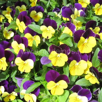 Viola
