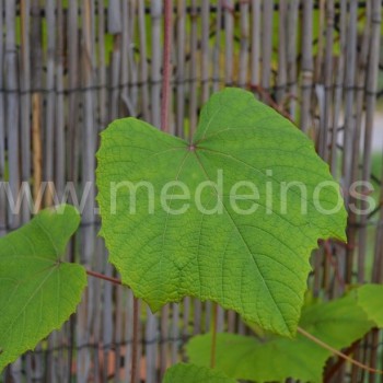 Japoninis vynmedis (Vitis coignetiae)