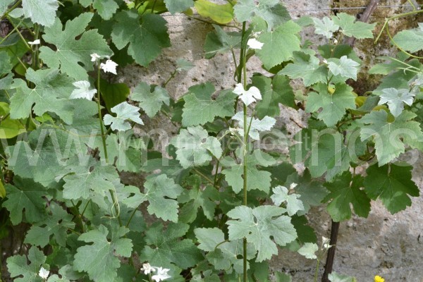 Vitis vinifera