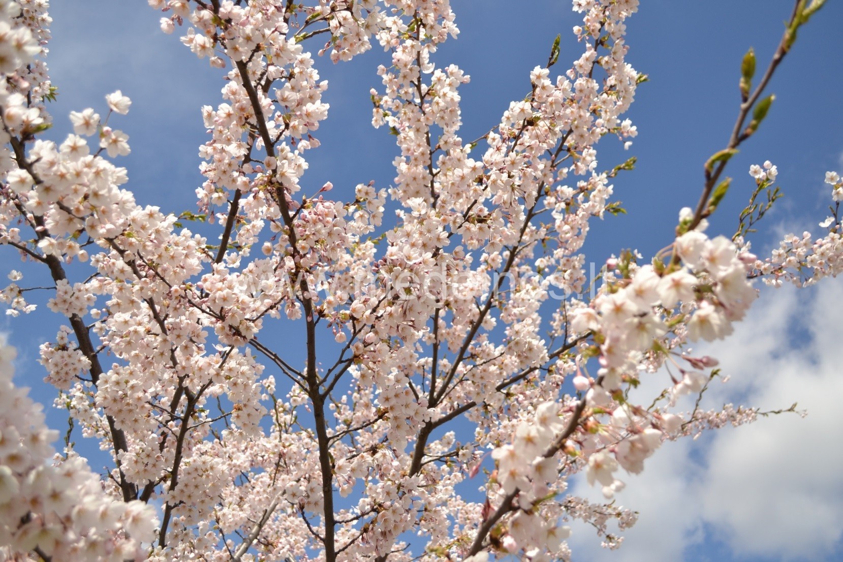 SAKUROS ARBA JAPONIŠKOS VYŠNIOS