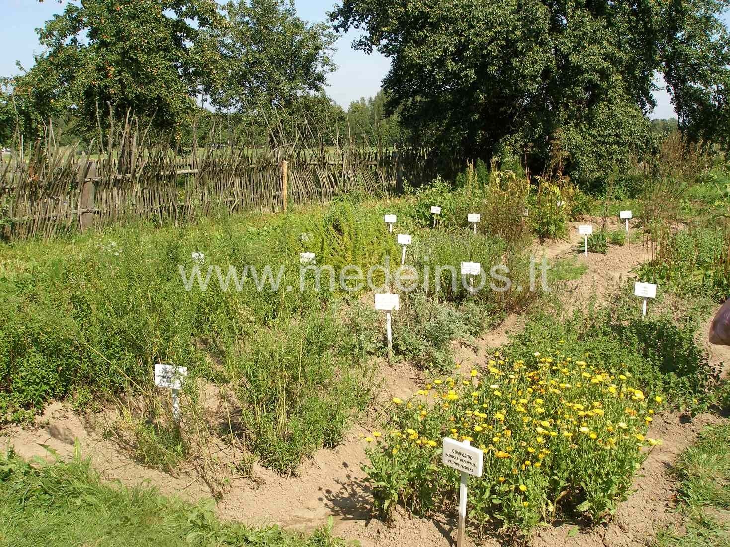 RUGPJŪČIO 15-OJI - ŽOLINĖ