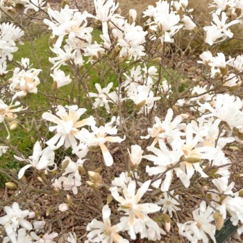 Žvaigždinė magnolija