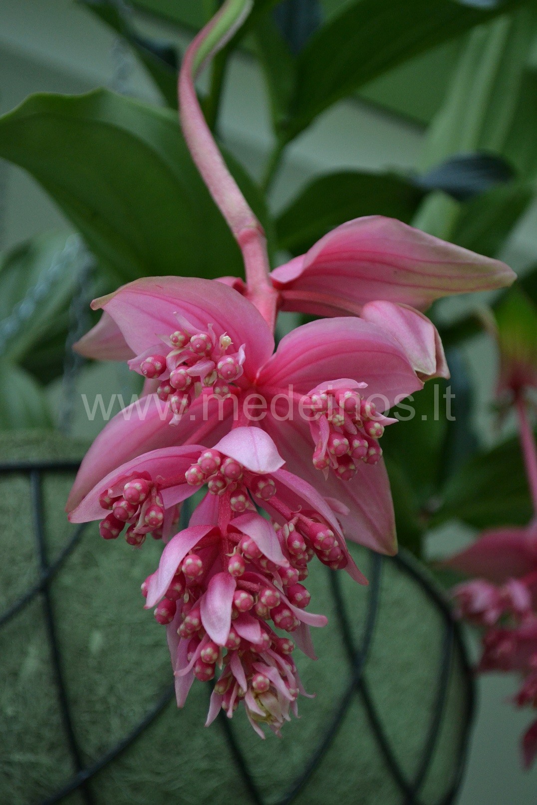 Puikioji medinilė - egzotiška kambarių puošmena