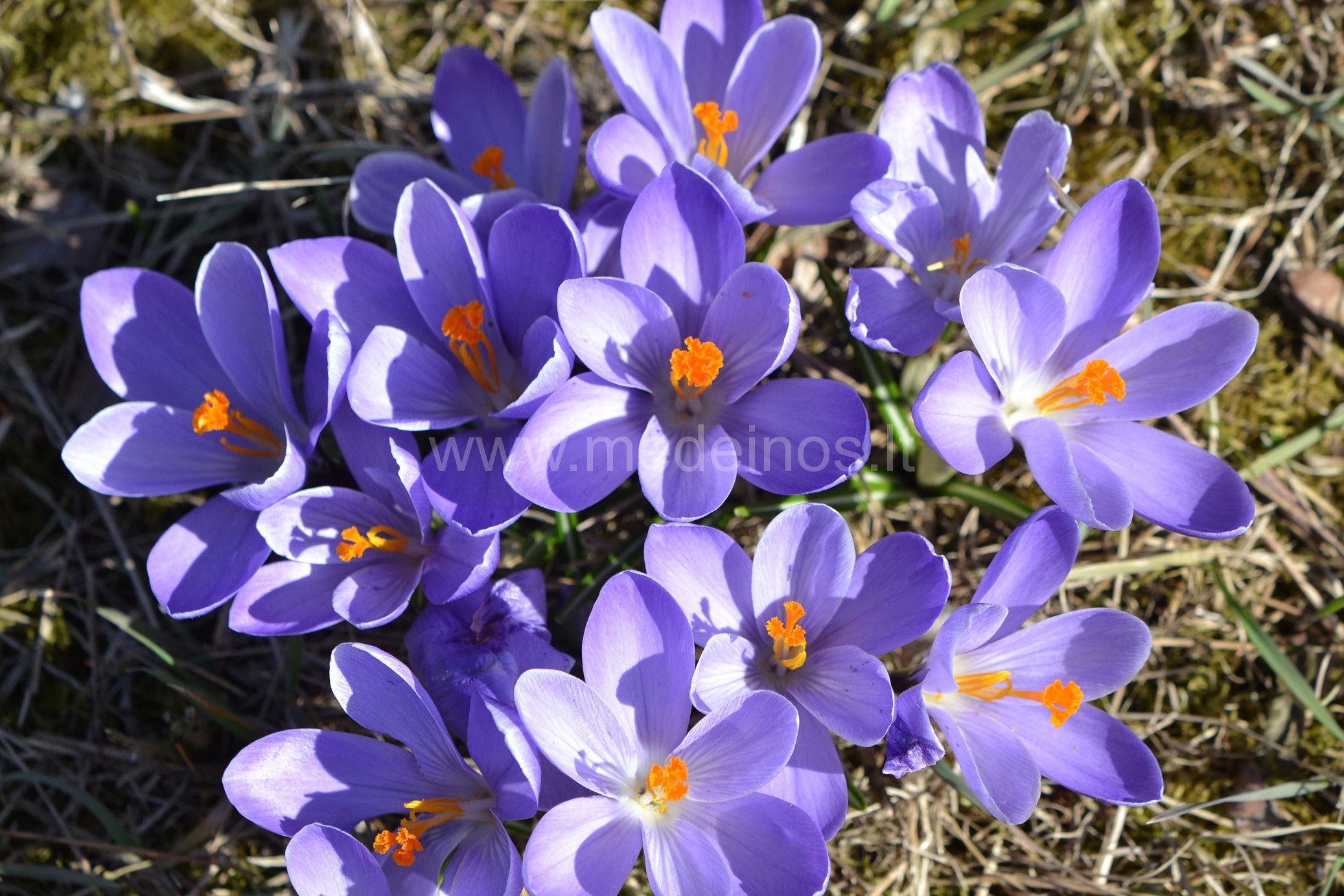 Tas ryškus krokų žydėjimas