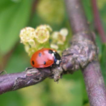 Septyntaškė boružė