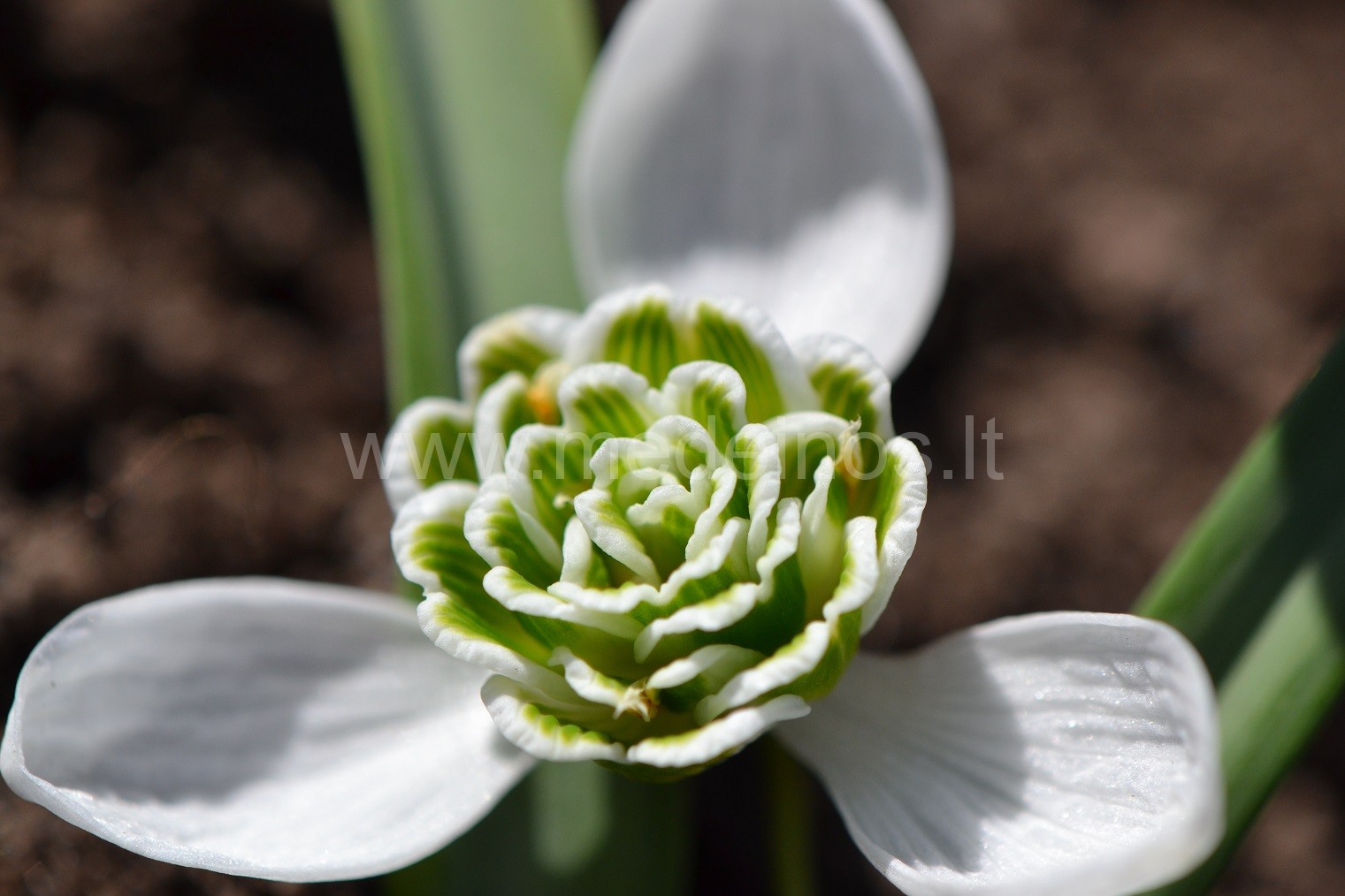 Įdomesnės smulkiasvogūninės gėlės