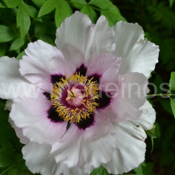 Paeonia suffruticosa