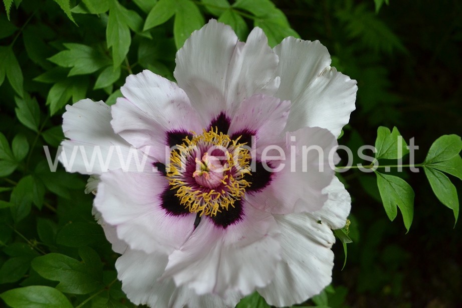 SKINDERIŠKIO DENDRO PARKAS